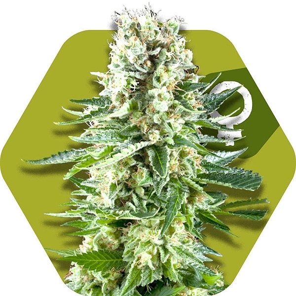 White Widow XL - Zambeza Seeds