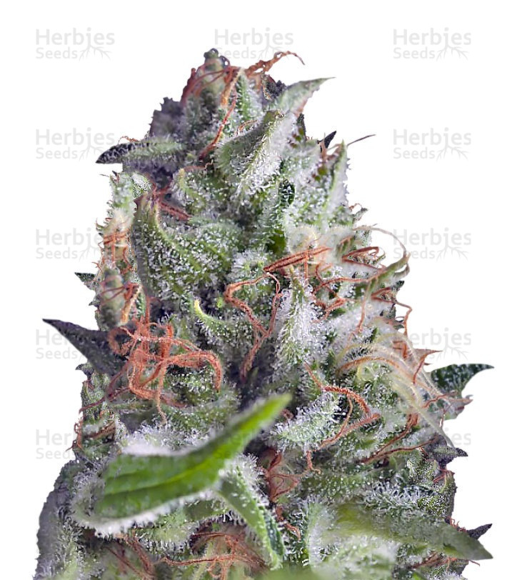 Auto Shark (Pyramid Seeds) Cannabis-Samen