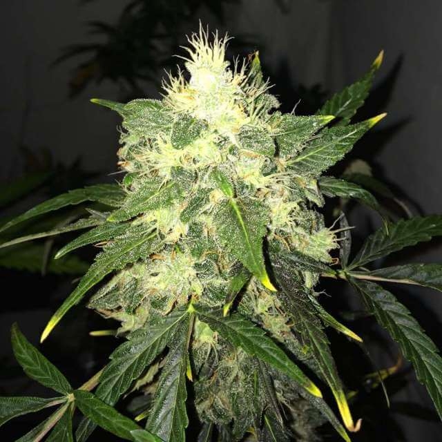 Lithium OG Kush Auto - Nirvana Seeds