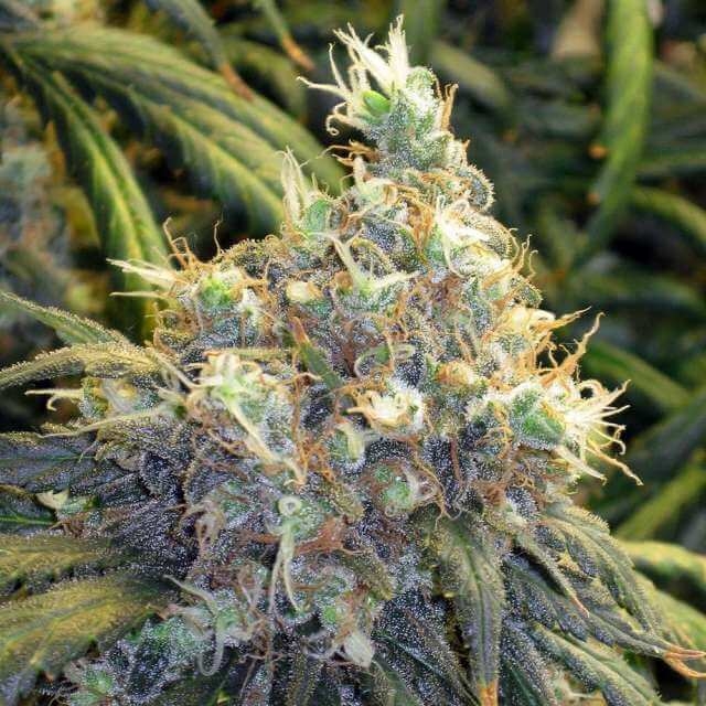 Bubblelicious Reg. - Nirvana Seeds