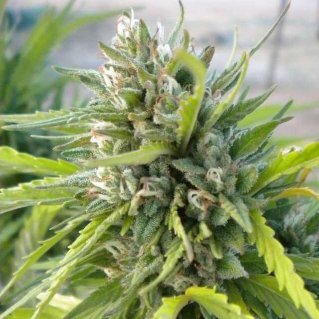 White Rhino Reg. - Nirvana Seeds