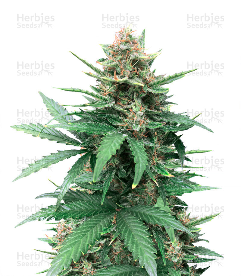 Tutankhamon (King Tut) feminisierte Samen (Pyramid Seeds)