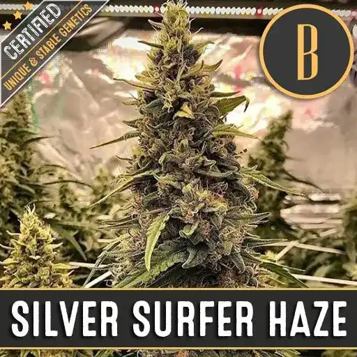 Silver Surfer Haze - BlimBurn