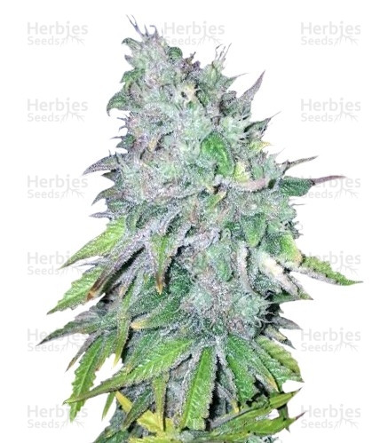 AK-48 Regular (Nirvana Seeds) Cannabis-Samen