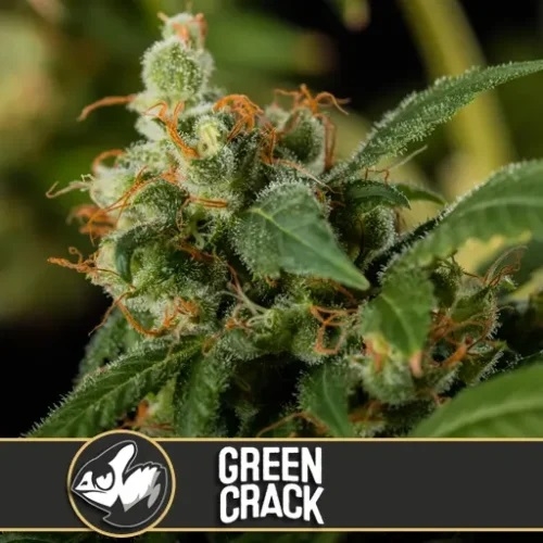 Green Crack - BlimBurn