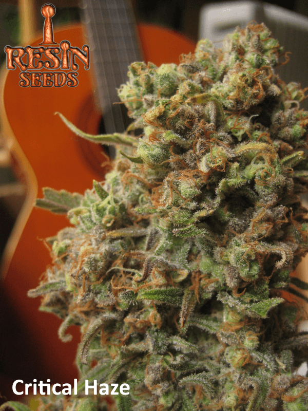 Critical Haze - Resin Seeds