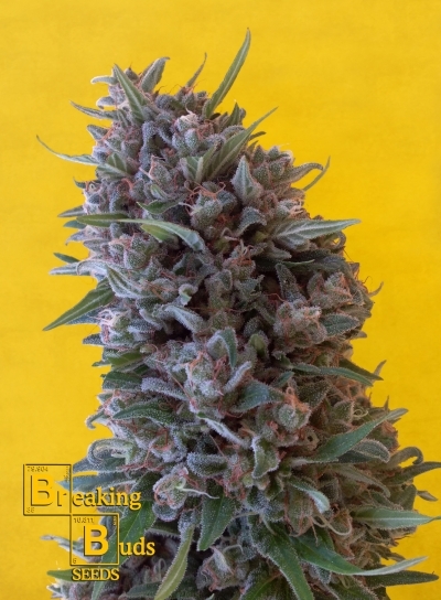 Cheeisenberg - Breaking Buds Seeds