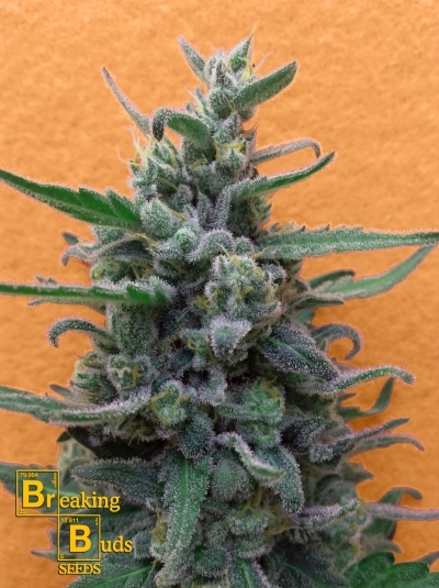 Brownie Auto - Breaking Buds Seeds