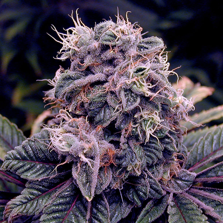 Blueberry Bud - Sagarmatha Seeds