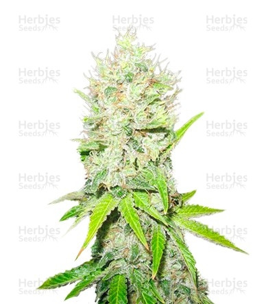 Jack La Mota (Medical Seeds) Cannabis-Samen