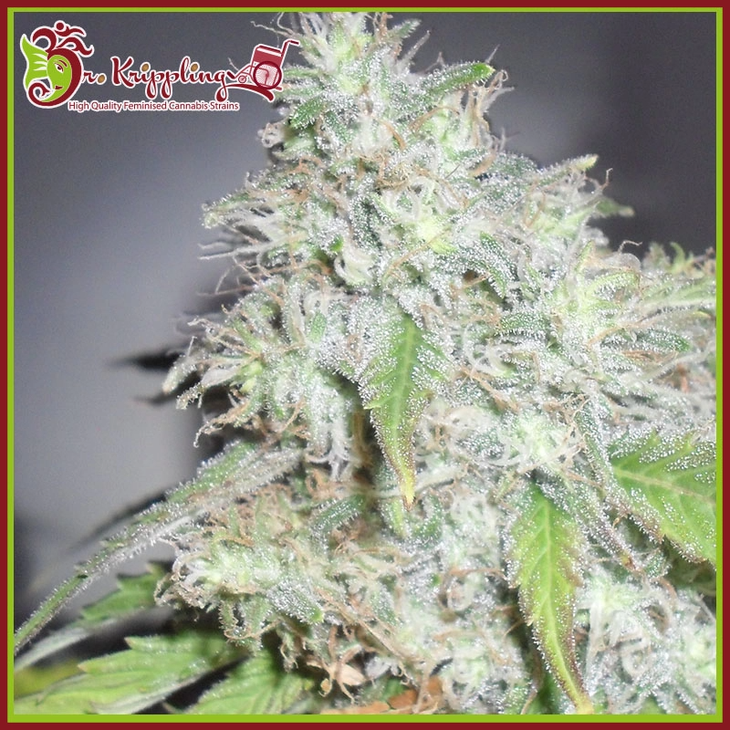 Kali's White Shadow - Dr Krippling Seeds