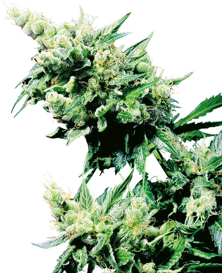 Hash Plant Reg. - Sensi Seeds