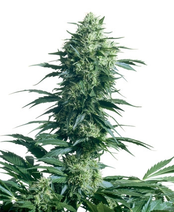 Mother's Finest Reg. - Sensi Seeds