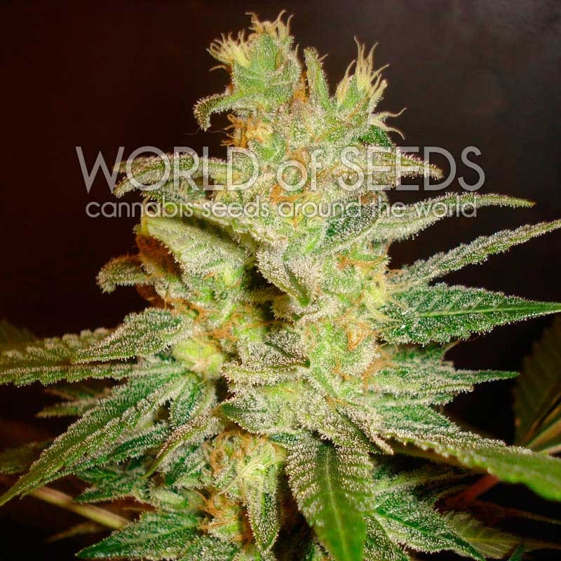 Northern Light x Big Bud - World of Seeds