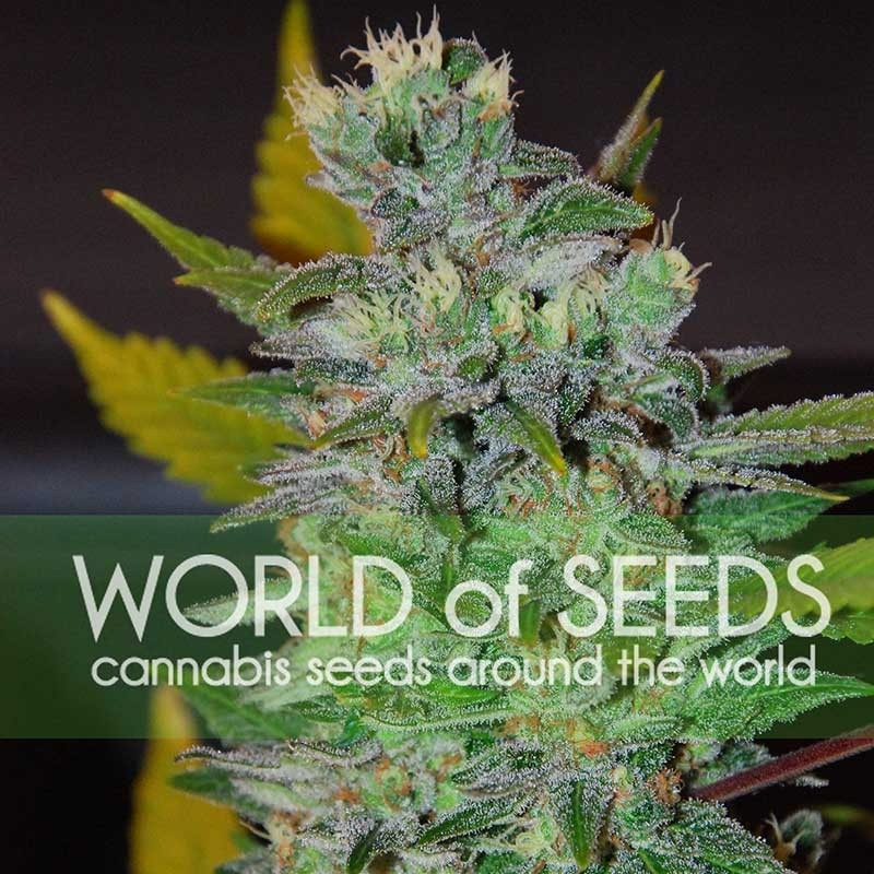 Space - World of Seeds