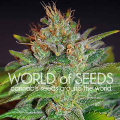 Skunk 47 - World of Seeds