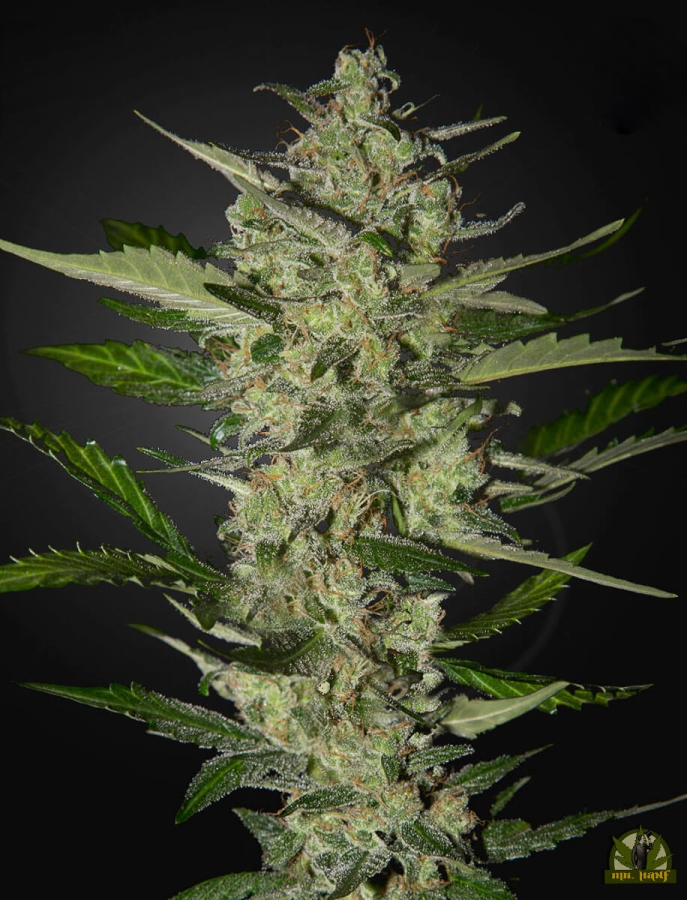 Flowerbomb Kush - Strain Hunter