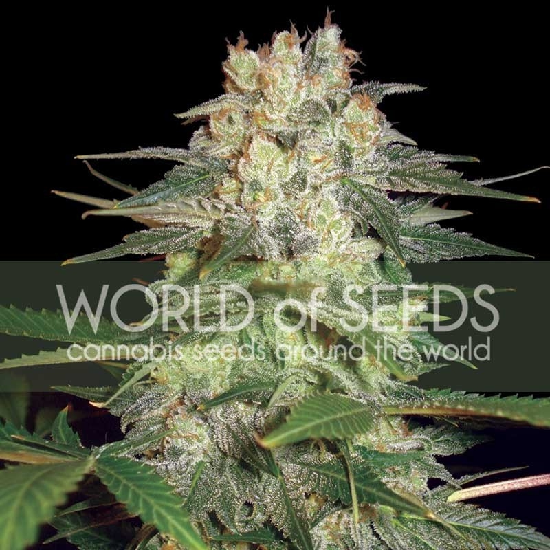 Afghan Kush Ryder - World of Seeds