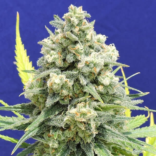 White Critical - Original Sensible Seeds