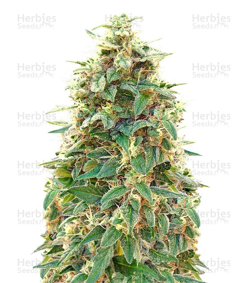 Auto 00 Hashchis (Auto 00 Cheese) (00 Seeds) Cannabis-Samen