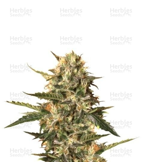 Mother Gorilla (Royal Madre) (RQS) Cannabis-Samen