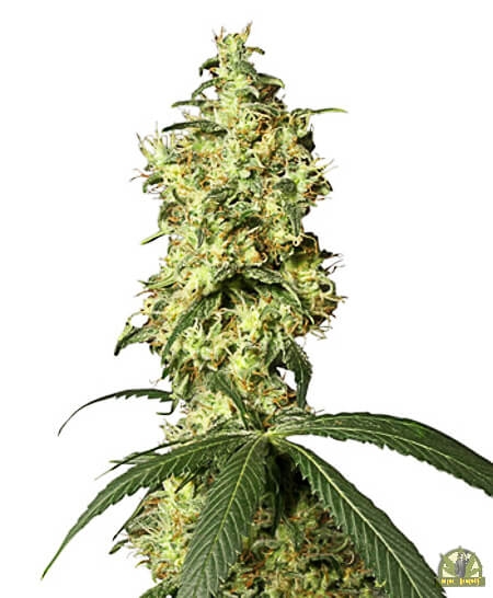 White Widow Automatic - White Label Seeds