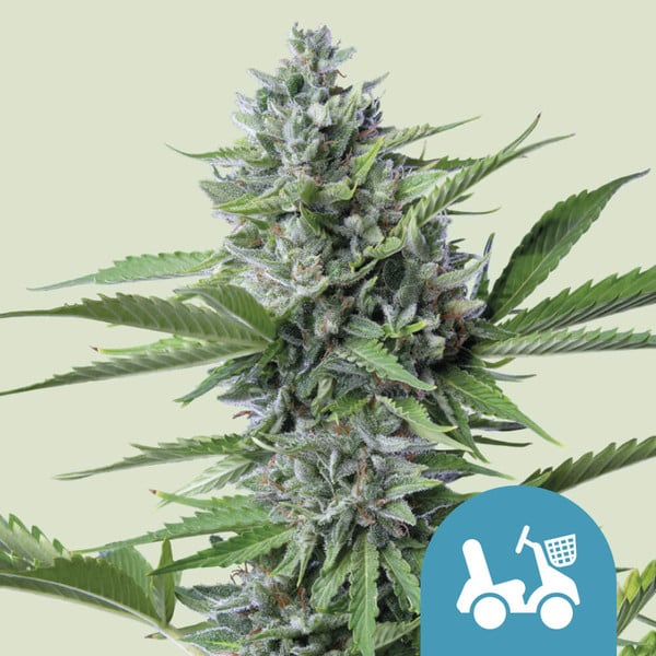 Fast Eddy CBD Auto - Royal Queen Seeds