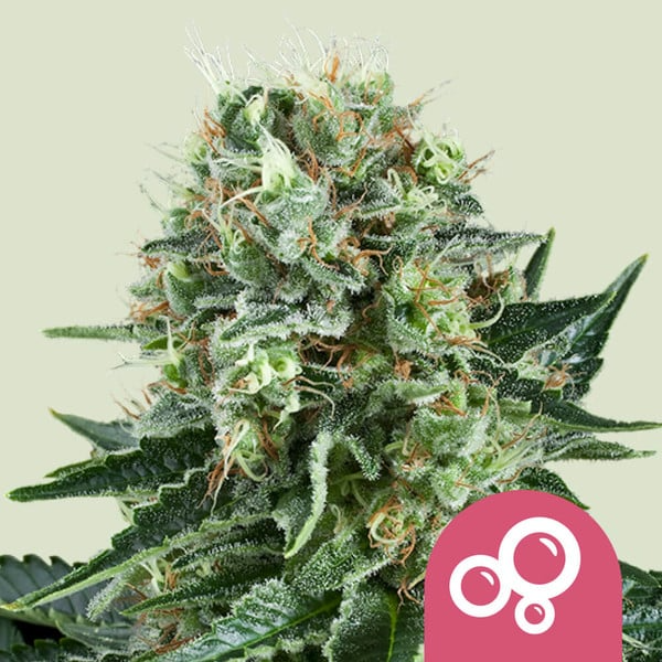 Bubble Kush - Royal Queen Seeds