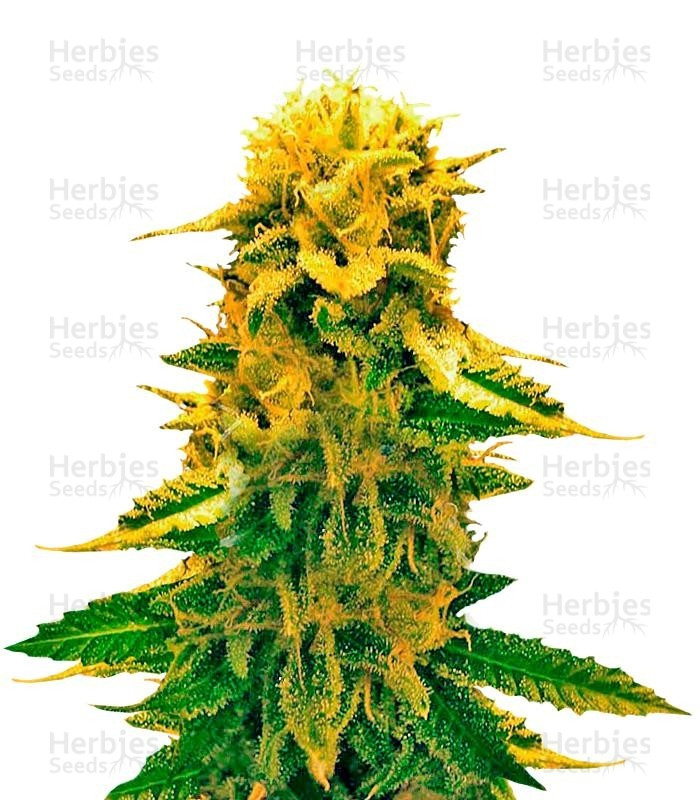 Sugar Black Rose Auto (Delicious Seeds) Cannabis-Samen