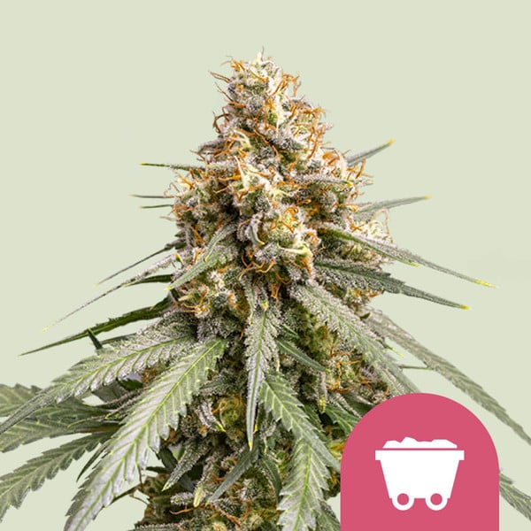 Shining Silver Haze - Royal Queen Seeds