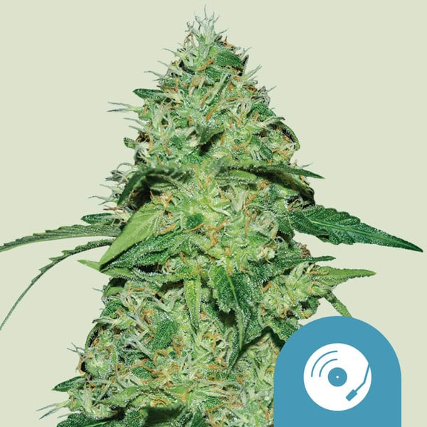 Joanne's CBD - Royal Queen Seeds