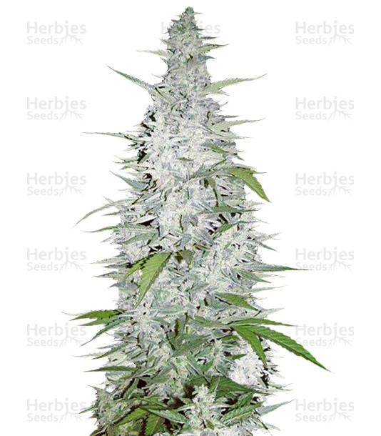 Maroc (Female Seeds) Cannabis-Samen