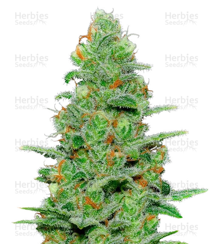 Crazy Miss Hyde Auto (Samsara Seeds) Cannabis-Samen