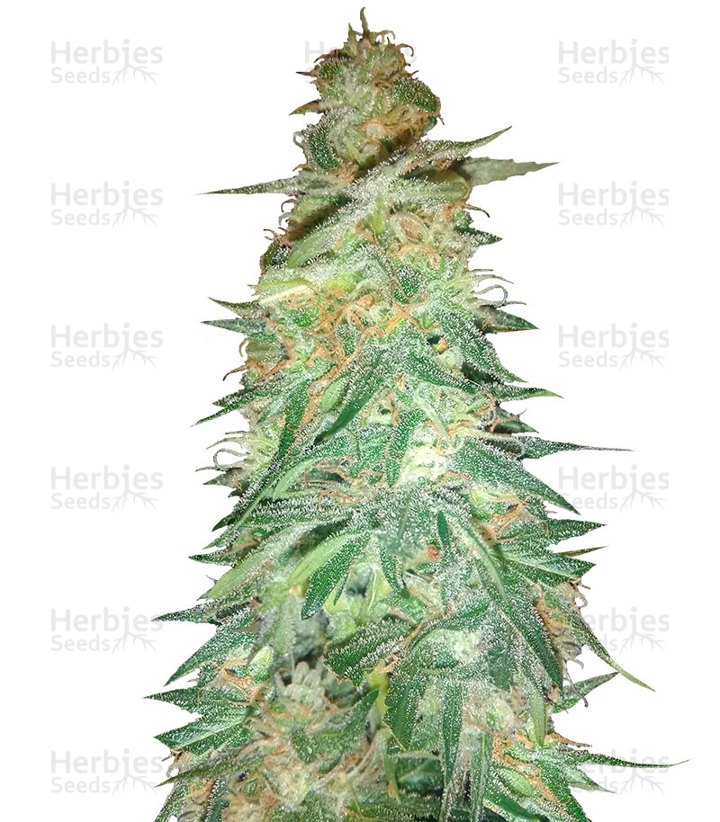 Holy Grail 69 (Samsara Seeds) Cannabis-Samen