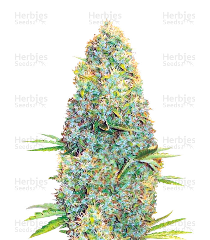 Amnesia Haze (Victory Seeds) Cannabis-Samen