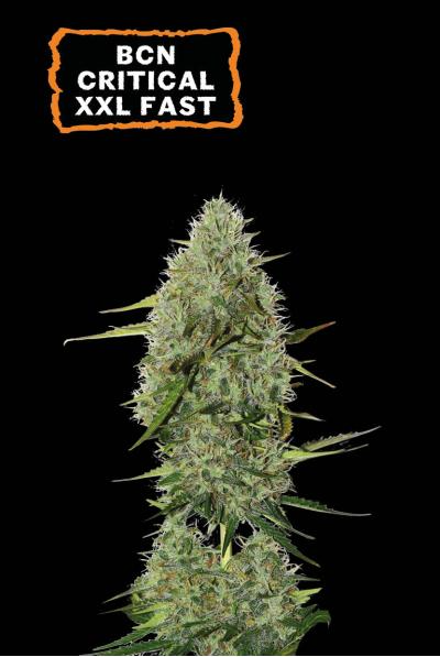 BCN Critical XXL Auto - Seedstockers