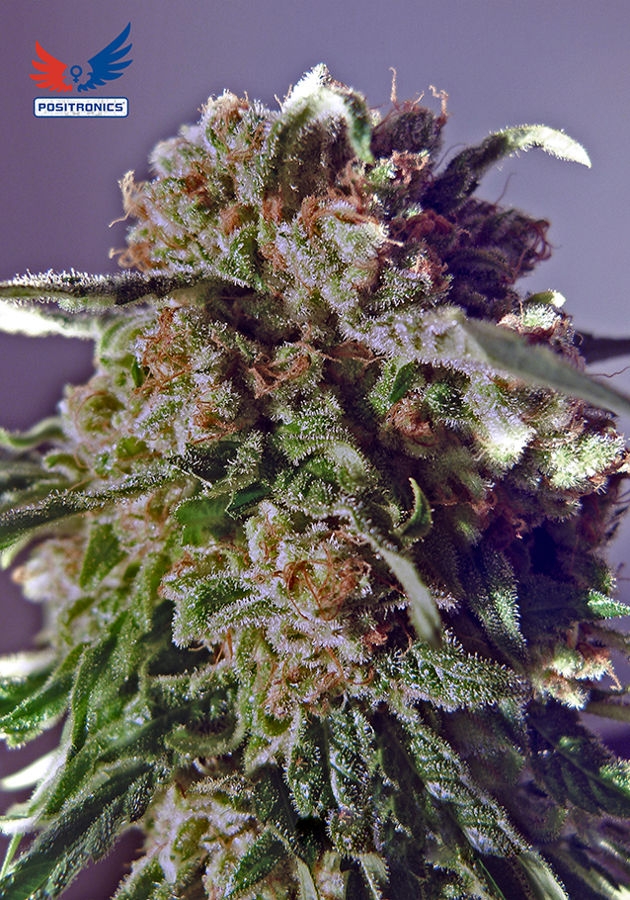 CBD+ Black Widow - Positronics Seeds