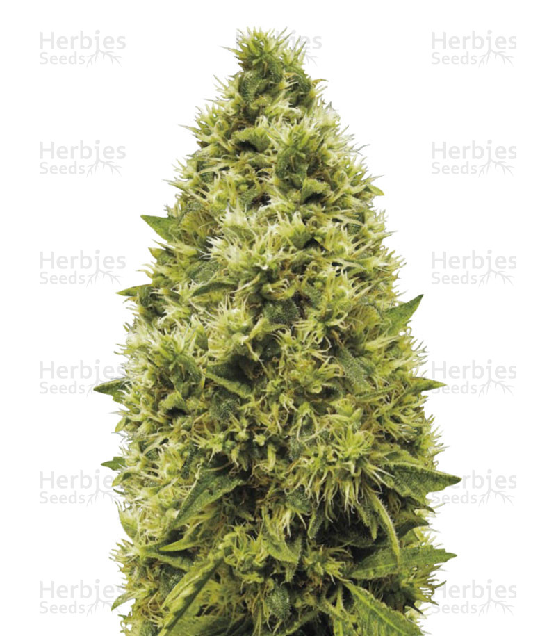 White Widow (Victory Seeds) Cannabis-Samen