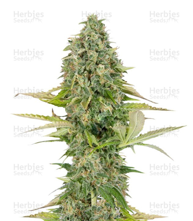 Buddha Kraken (Buddha Seeds) Cannabis-Samen