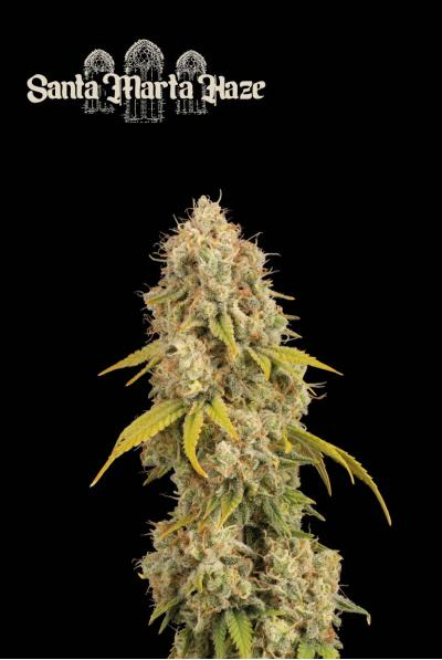 Santa Marta Haze - Seedstockers