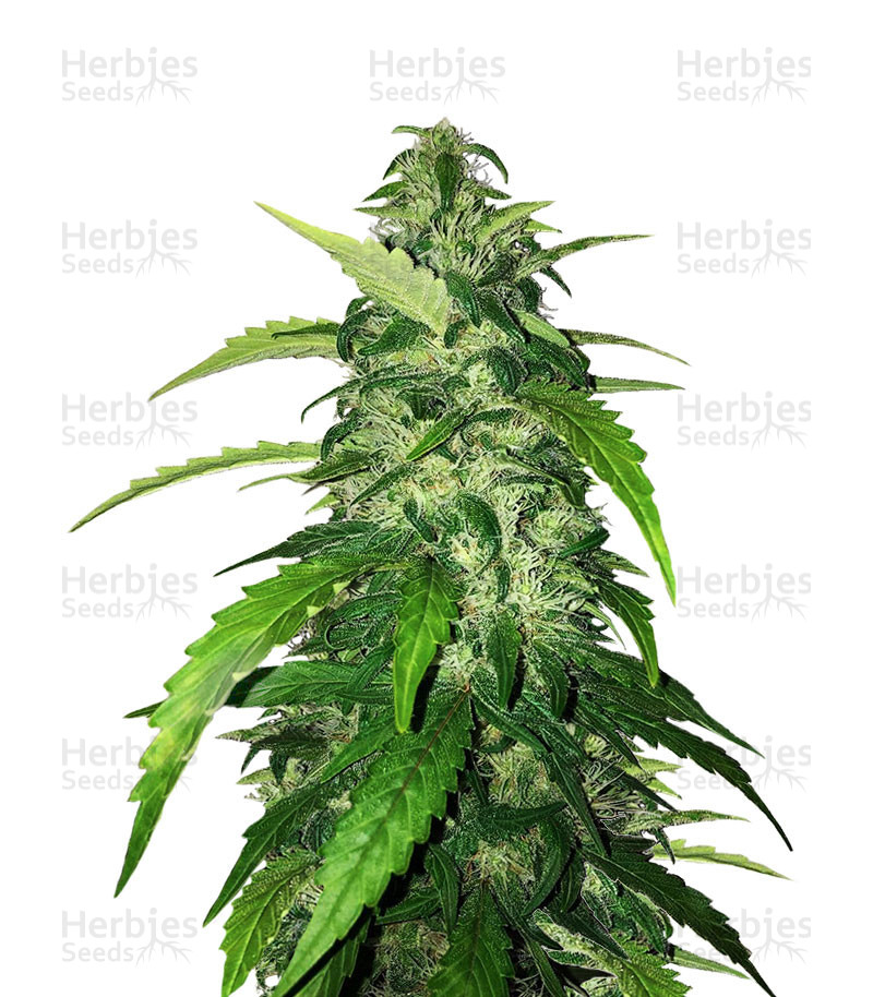 Holy Grail Kush (DNA Genetics) Cannabis-Samen