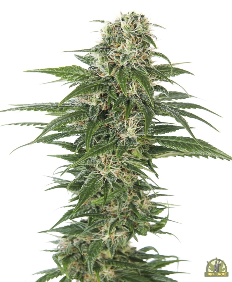 Early Skunk Automatic - Sensi Seeds