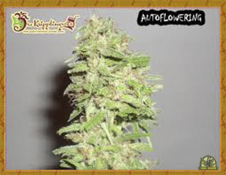 Dizzy Lights Auto - Dr Krippling Seeds