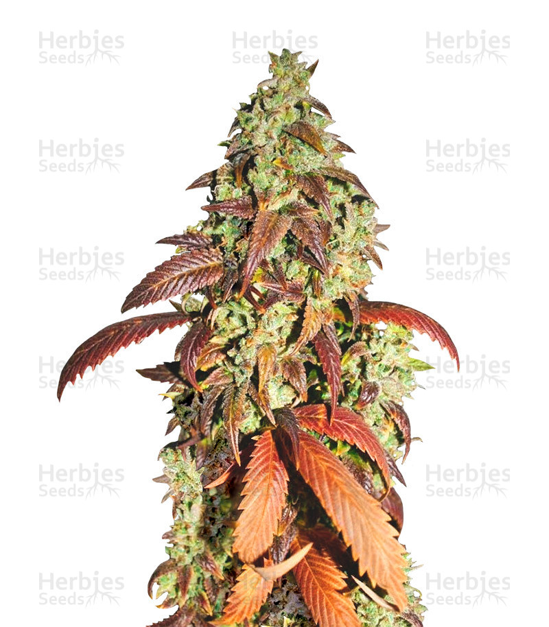 Kandy Kush (Reserva Privada) Cannabis-Samen