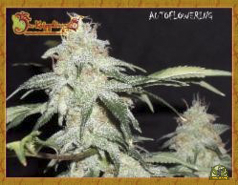 Pickled Diesel Auto - Dr Krippling Seeds