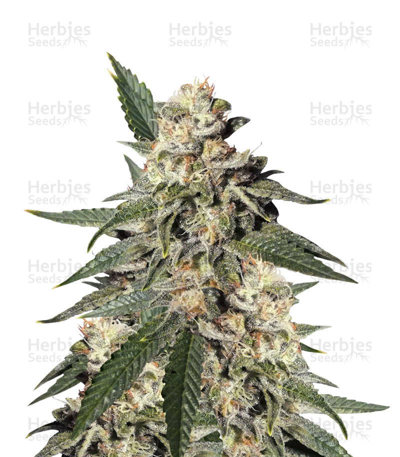 Pink Kush (Barney's Farm) Cannabis-Samen