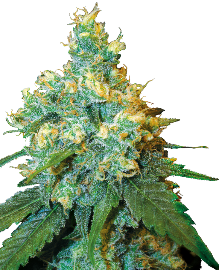 Jack Herer - Sensi Seeds