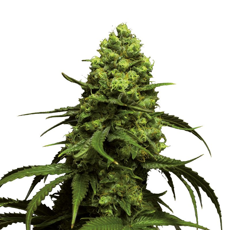 Monsterbud - Growers Choice