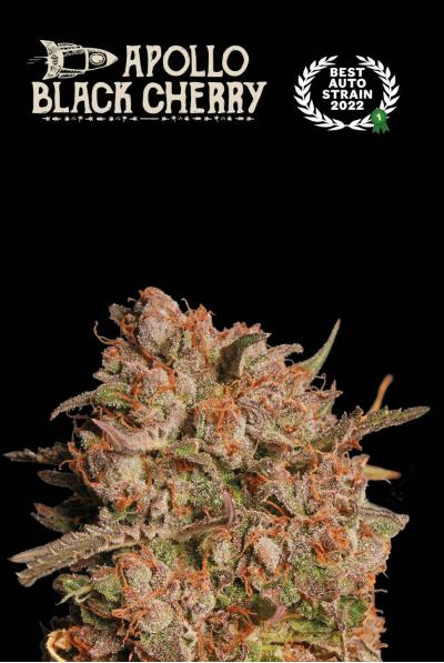 Superior Apollo Black Cherry Auto - Seedstockers