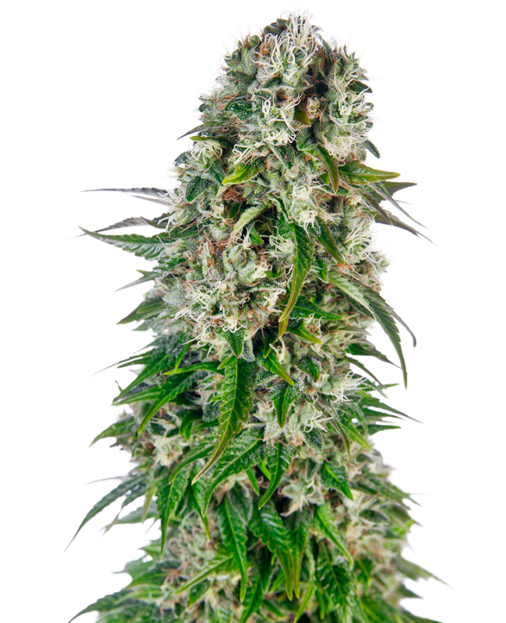 Big Bud Auto - Sensi Seeds